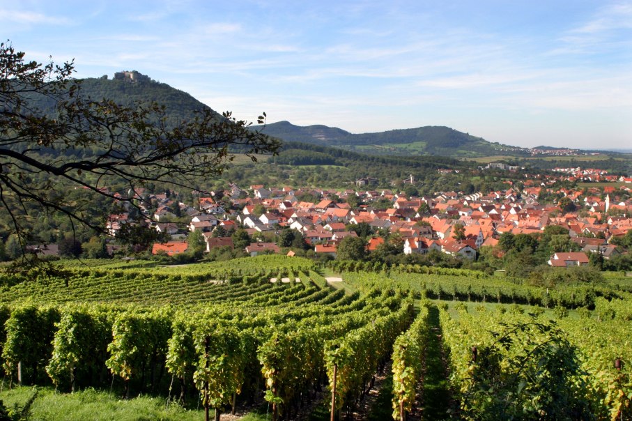 Beurener Weinberge, © Tourist-Info Beuren