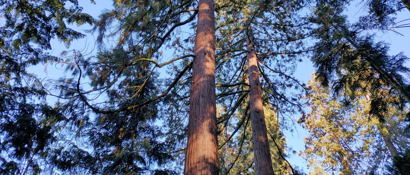 Sequoias, © SMG