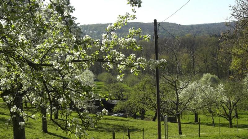 Streuobstwiese Gewann Kressart, © Stuttgarter Straßenbahnen AG