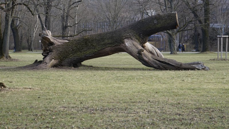 Baumstamm im Rosensteinpark, © Jo Hinko