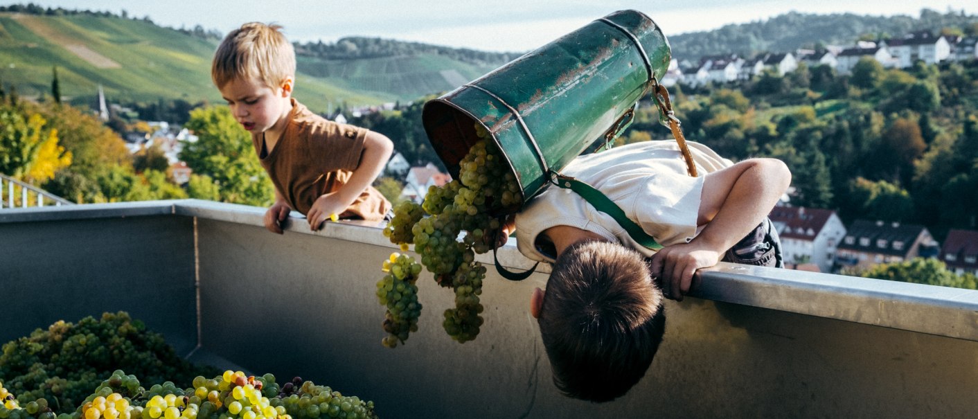 Grape harvest, © Weingut Zaiß