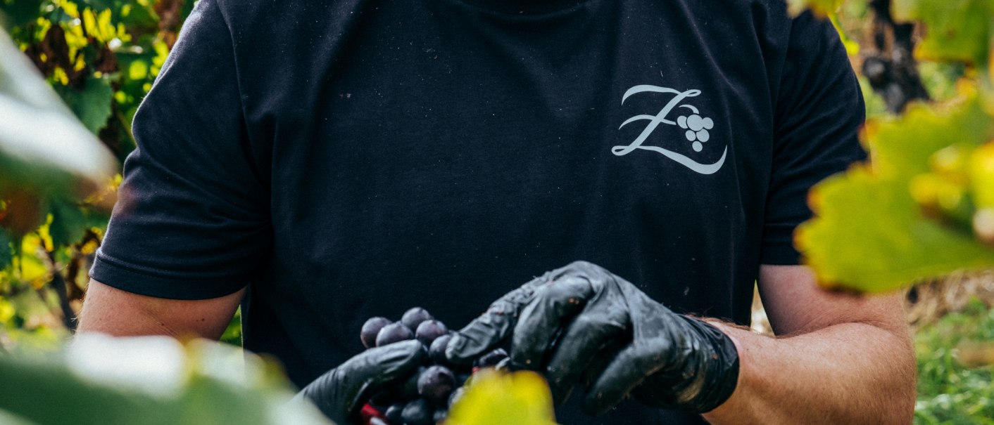 Grape harvest at the Zaiß winery, © Weingut Zaiß