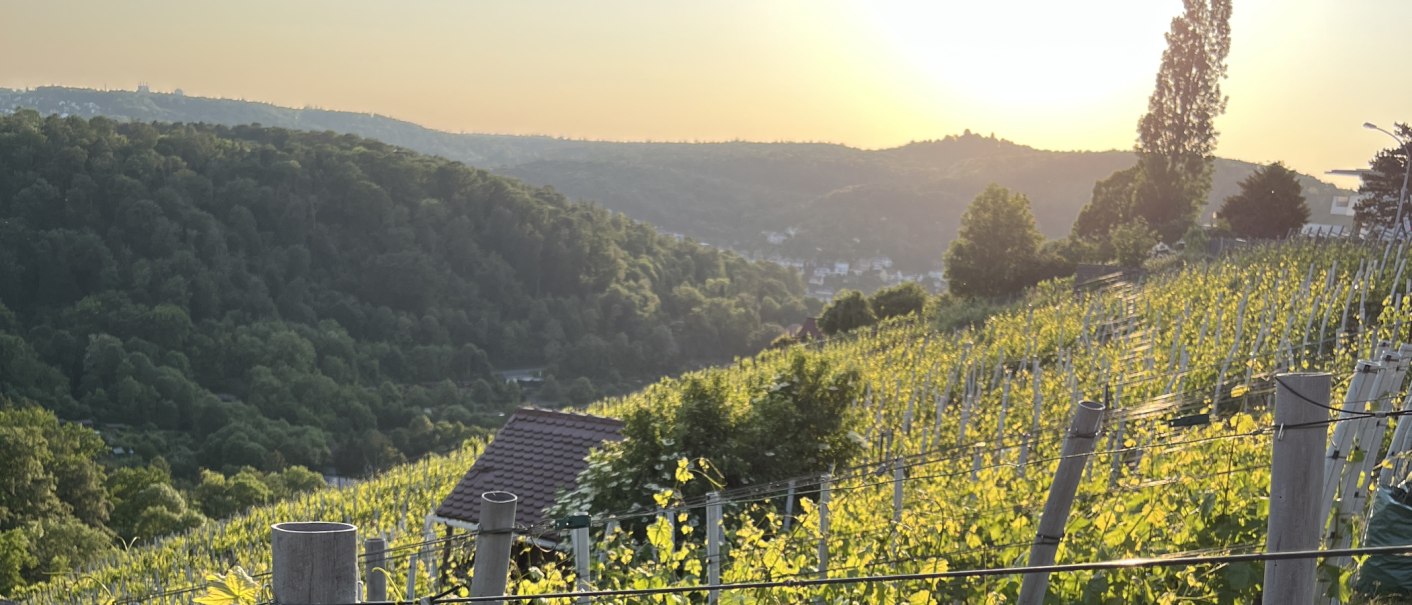 Vineyard on Schimmelhüttenweg, © weinvomhaigst