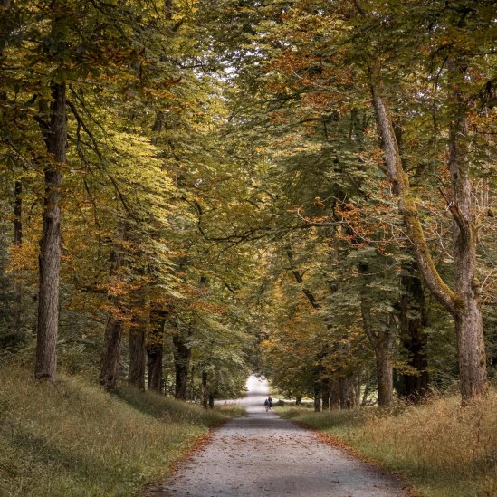 Glemswald, © tuttgart-Marketing GmbH, Sarah Schmid