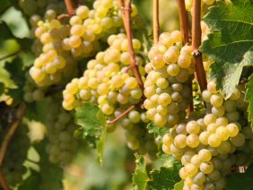 Weintour am Bahnhof Obertürkheim, © SMG