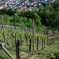 Rohracker vineyard, © Steilwerk Rohracker