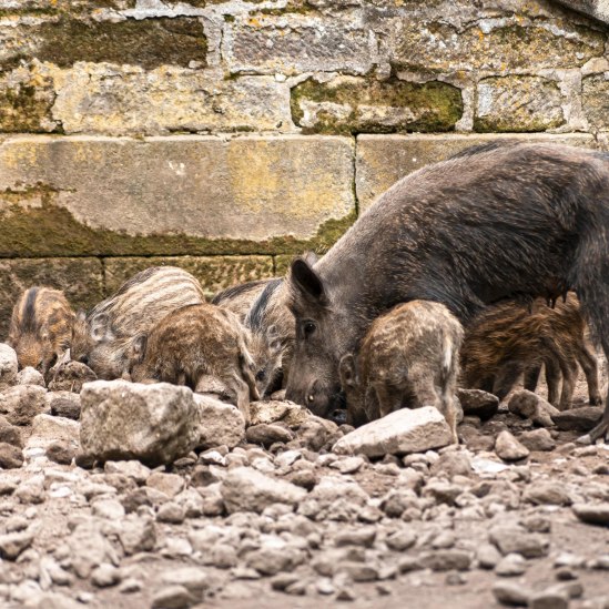 Bache mit Frischlingen im Schwarzwildpark, © Stuttgart-Marketing GmbH, Sarah Schmid