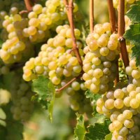 Weintour am Bahnhof Obertürkheim, © SMG