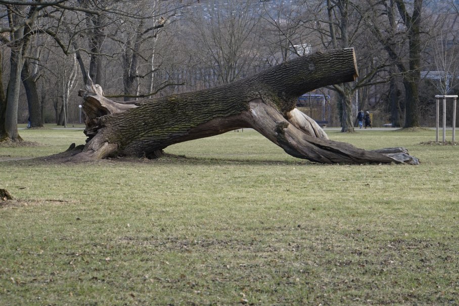 Baumstamm im Rosensteinpark, © Jo Hinko