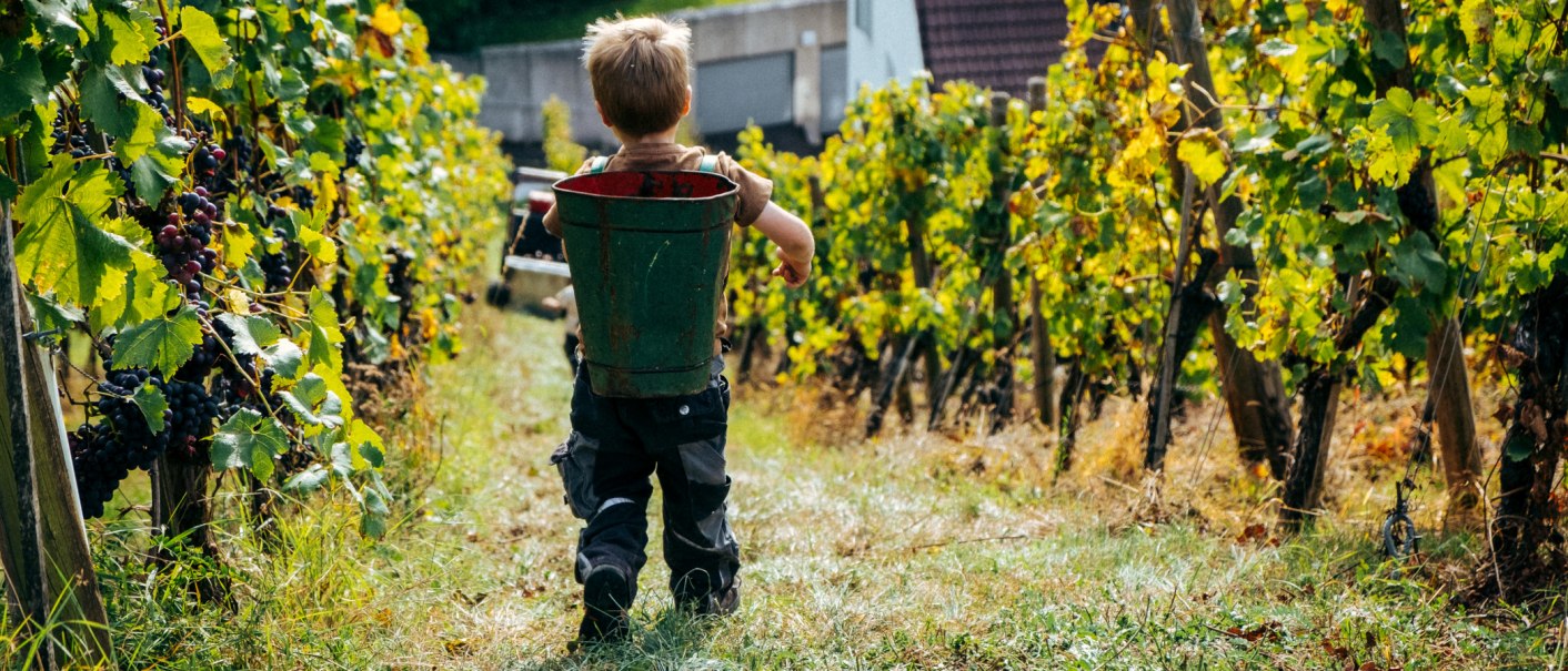 Grape harvest at the Zaiß winery, © Weingut Zaiß