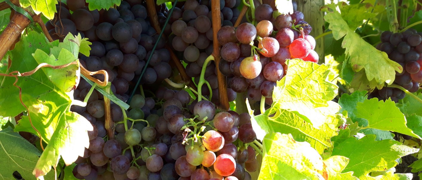 Grapes, © SMG