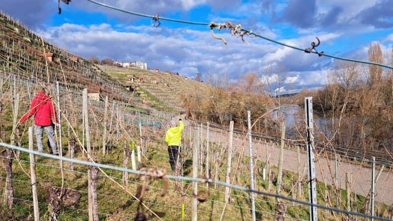 Biegen im Weinberg, © SoLawi Weinfrequenz