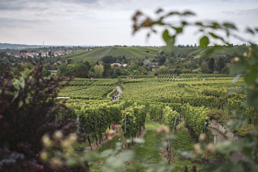 Aussicht in die Weinberge, © Stuttgart-Marketing GmbH, wpsteinheisser