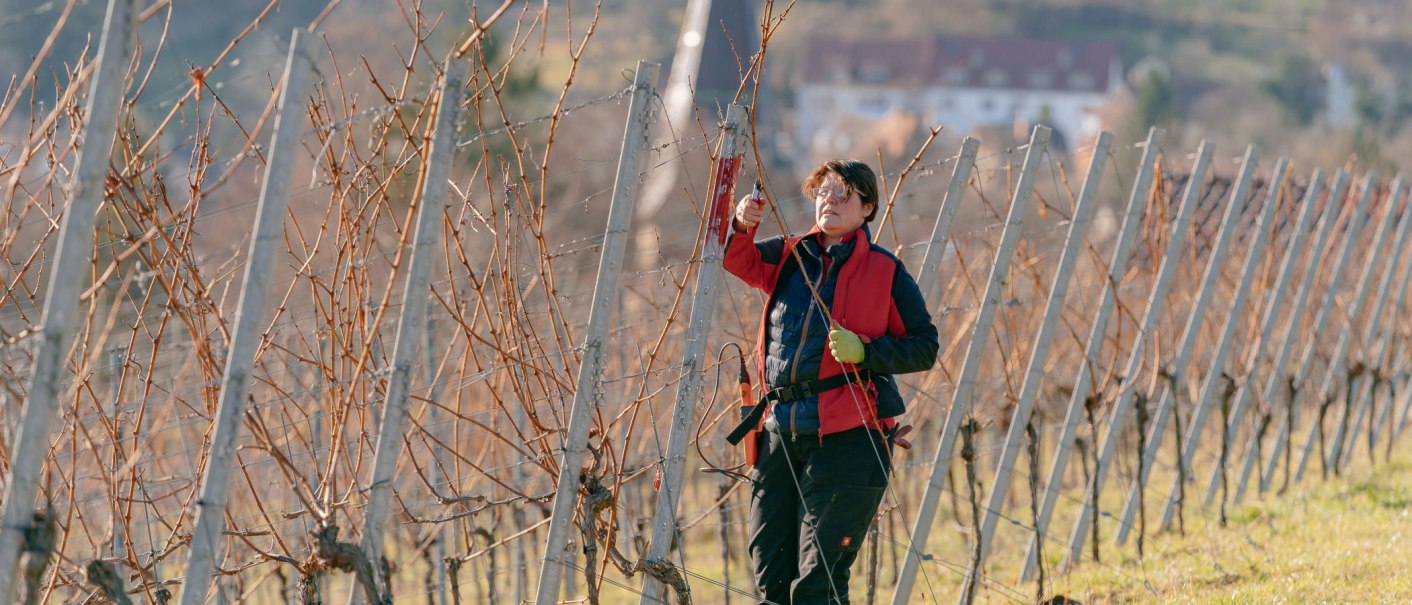 Christel Currle pruning the shoots, © SMG, Thomas Niedermüller