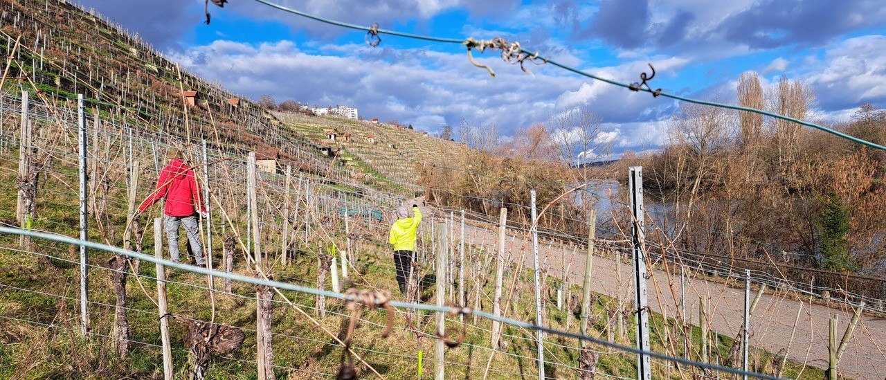 Biegen im Weinberg, © SoLawi Weinfrequenz