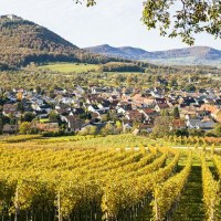 Vineyards, Beuren view, © SMG, Sarah Schmid