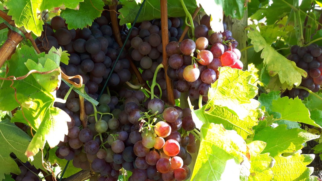 Grapes, © SMG