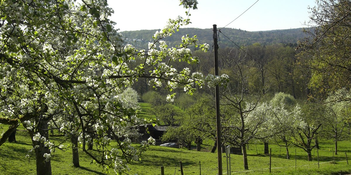 Streuobstwiese Gewann Kressart, © Stuttgarter Straßenbahnen AG