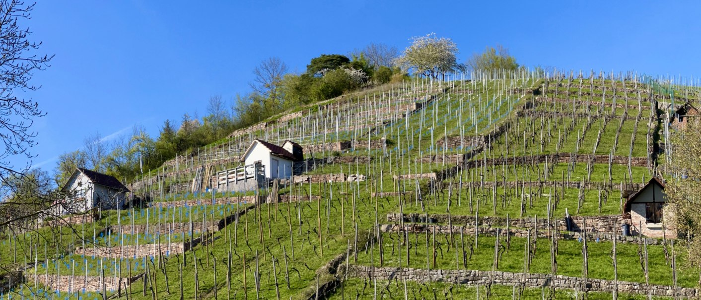 Dürrbach valley, © Weingärtnergenossenschaft Hedelfingen