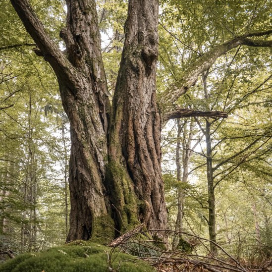 Glemswald, © Stuttgart-Marketing GmbH, Sarah Schmid