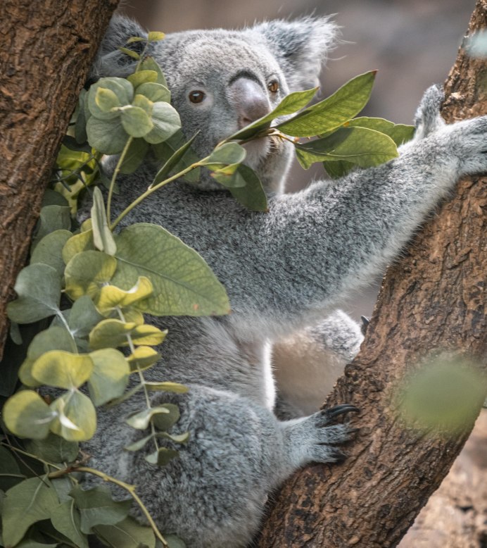 Terra Australis, Wilhelma, © Stuttgart-Marketing GmbH, Sarah Schmid