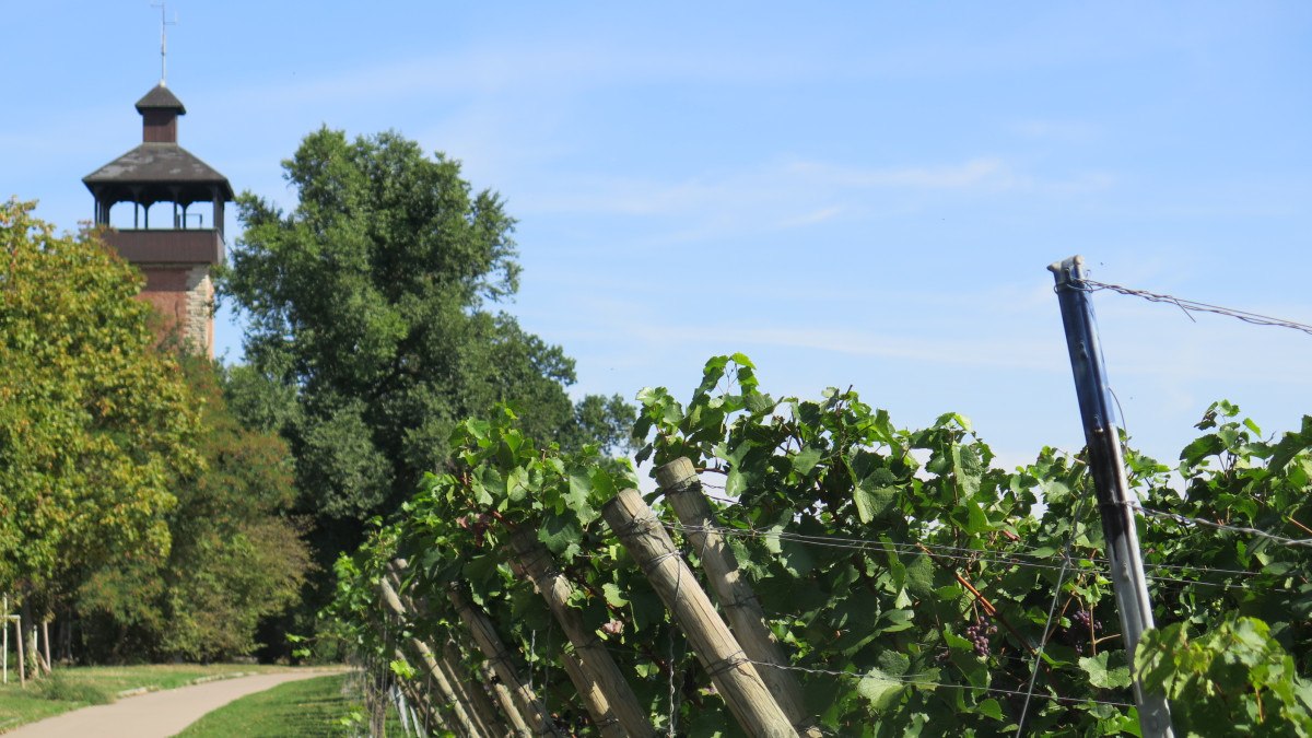 Vines at the Burgholzhof tower, © Stuttgart-Marketing GmbH