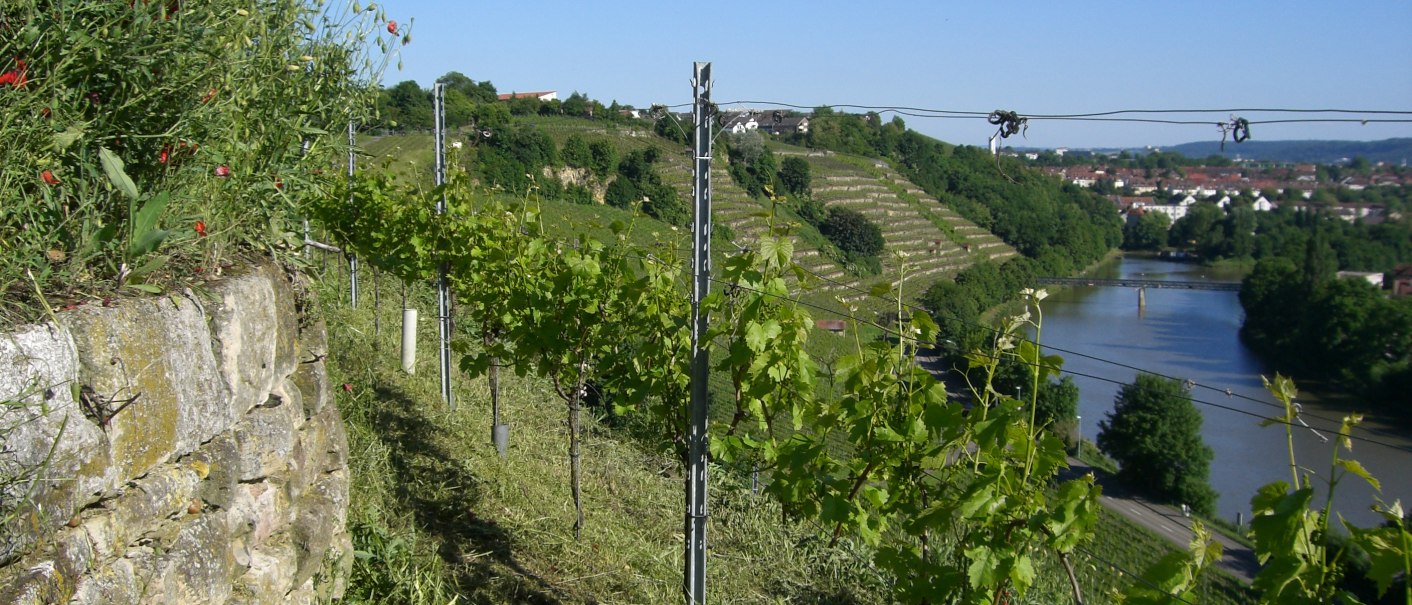 Weingut Warth, © Weingut Warth