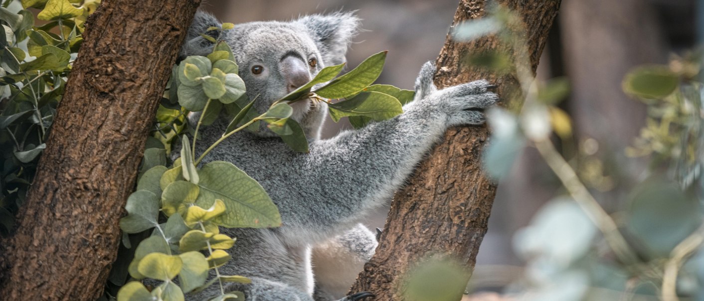 Terra Australis, Wilhelma, © Stuttgart-Marketing GmbH, Sarah Schmid