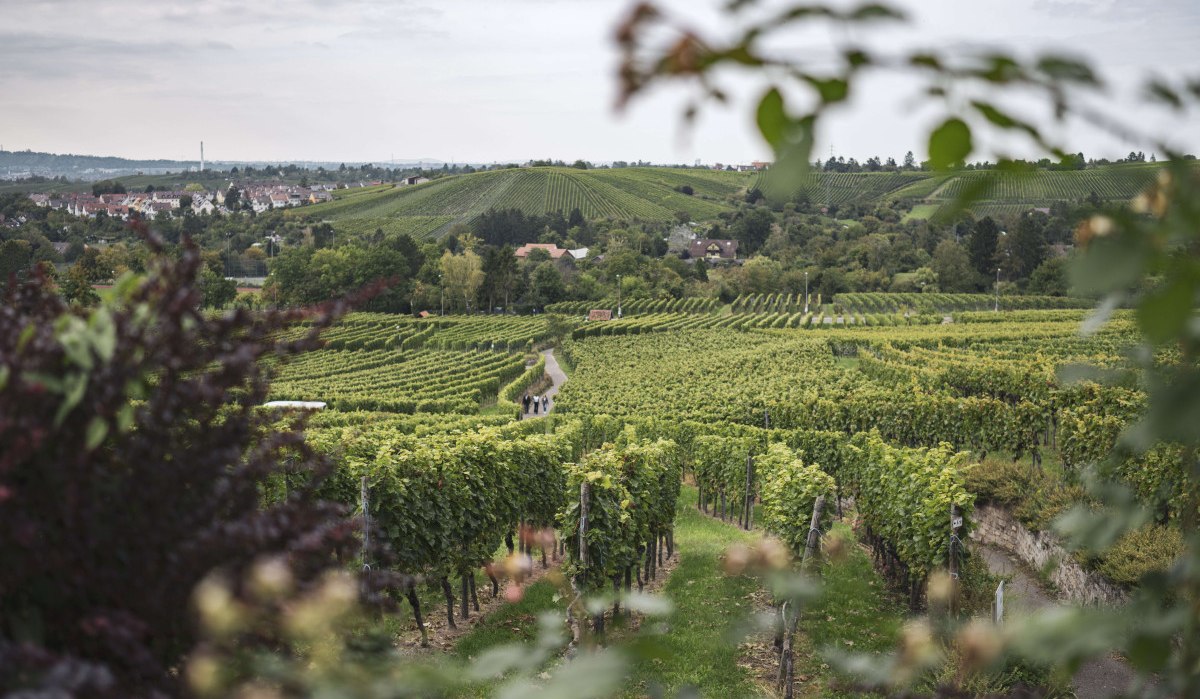 View of the vineyards, © Stuttgart-Marketing GmbH, wpsteinheisser