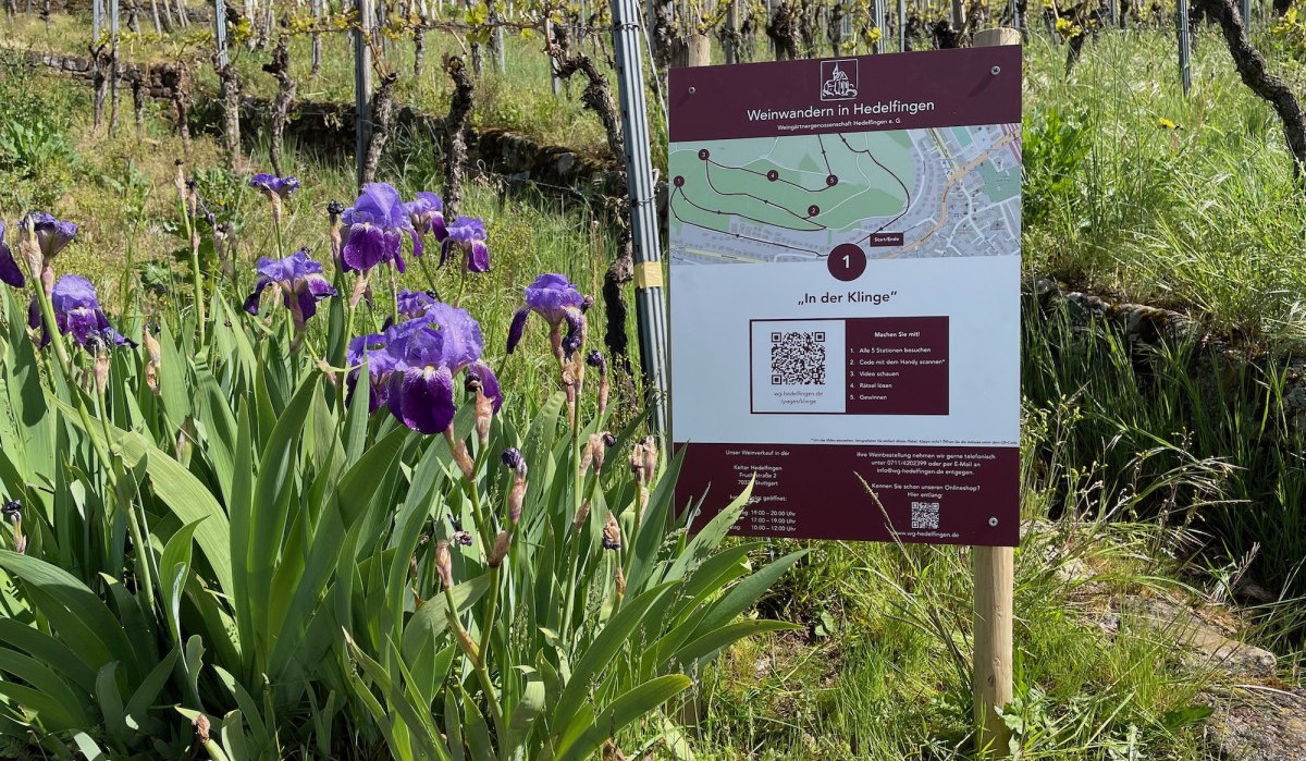 Wine hiking in Hedelfingen, © Lukas Alperowitz