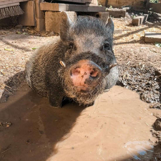 Etzelfarm Schweinchen, © Etzelfarm, Stuttgart